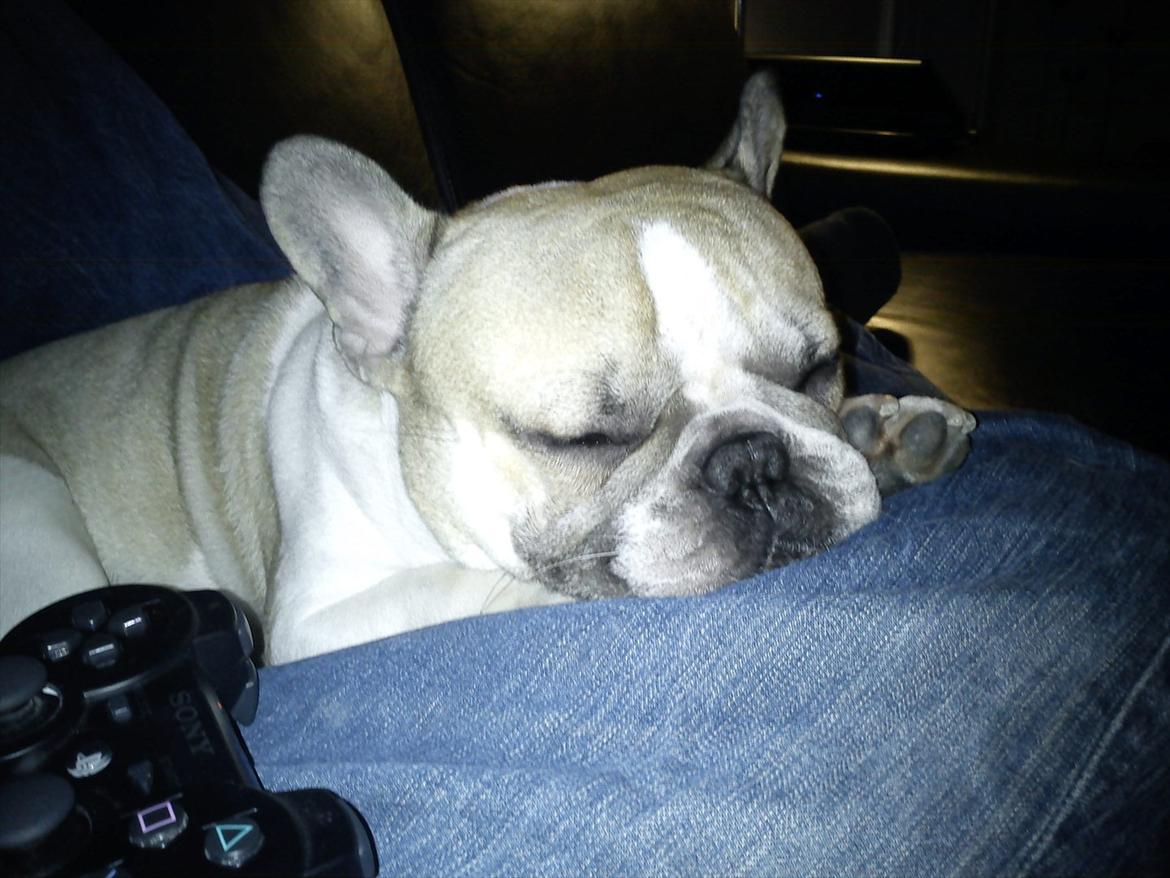 Fransk bulldog Hannibal billede 2