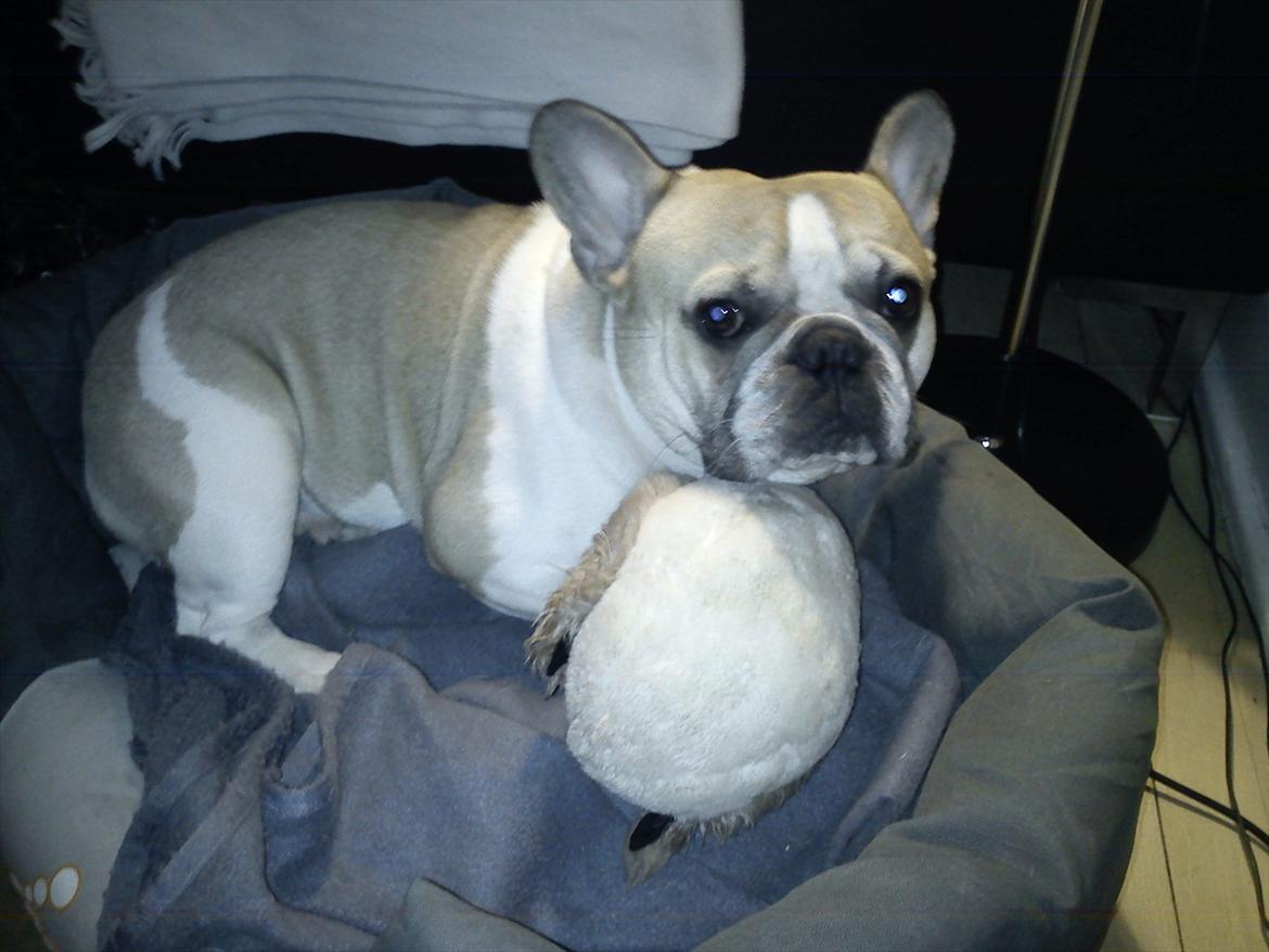 Fransk bulldog Hannibal - Total ynglings putte bamse billede 5