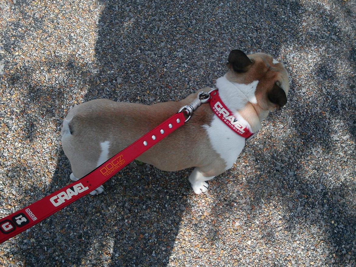 Fransk bulldog Hannibal - Har fået ny snor den dag billede 6