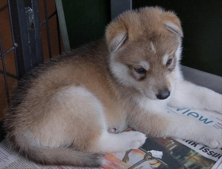 Tamaskan Dog Indiana - "Matsi" - 3 uger billede 6