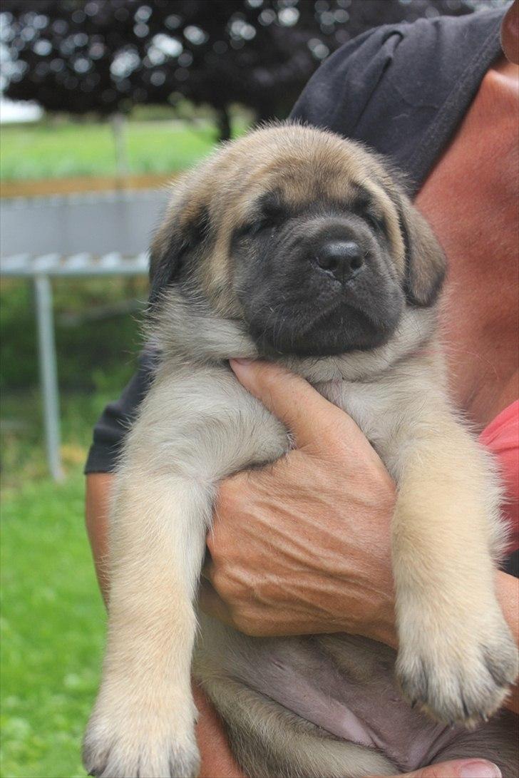 Mastiff Casa de Labranza´s Belicia "Bertha" - 6 uger  billede 29
