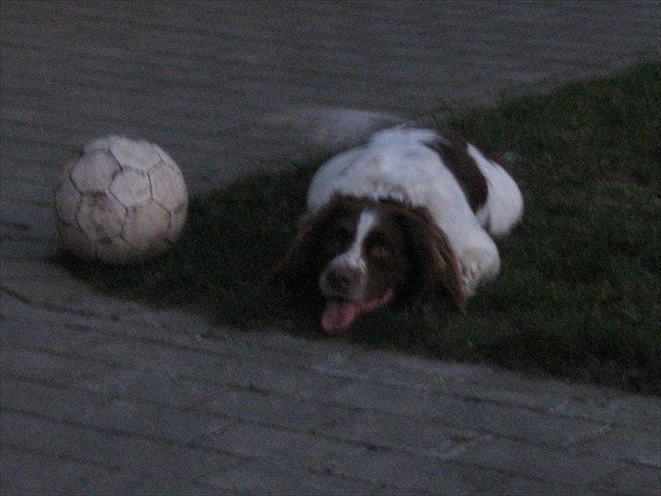 Field Trial spaniel Aksel - Afventer tilladelse til at tage bolden. billede 14