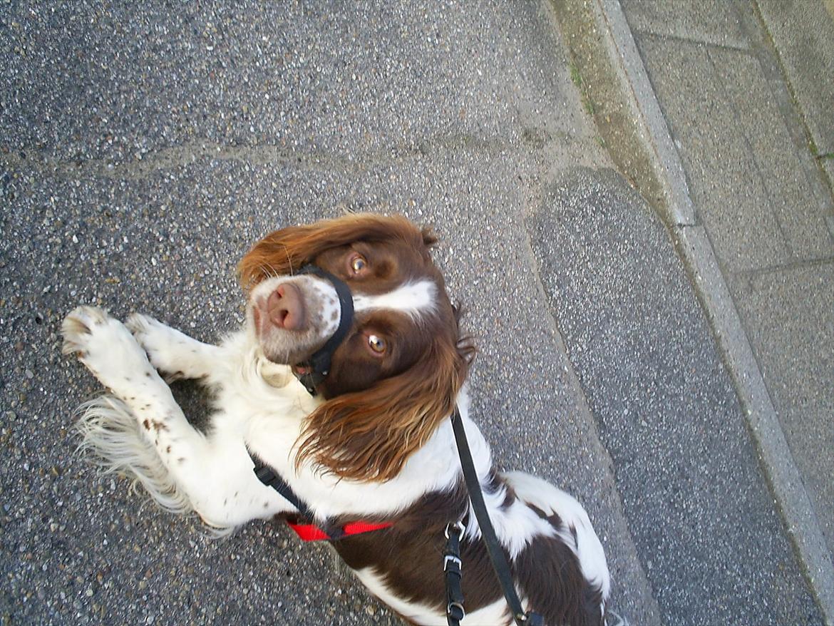 Field Trial spaniel Aksel - Tager lige en slapper på en gåtur. billede 15