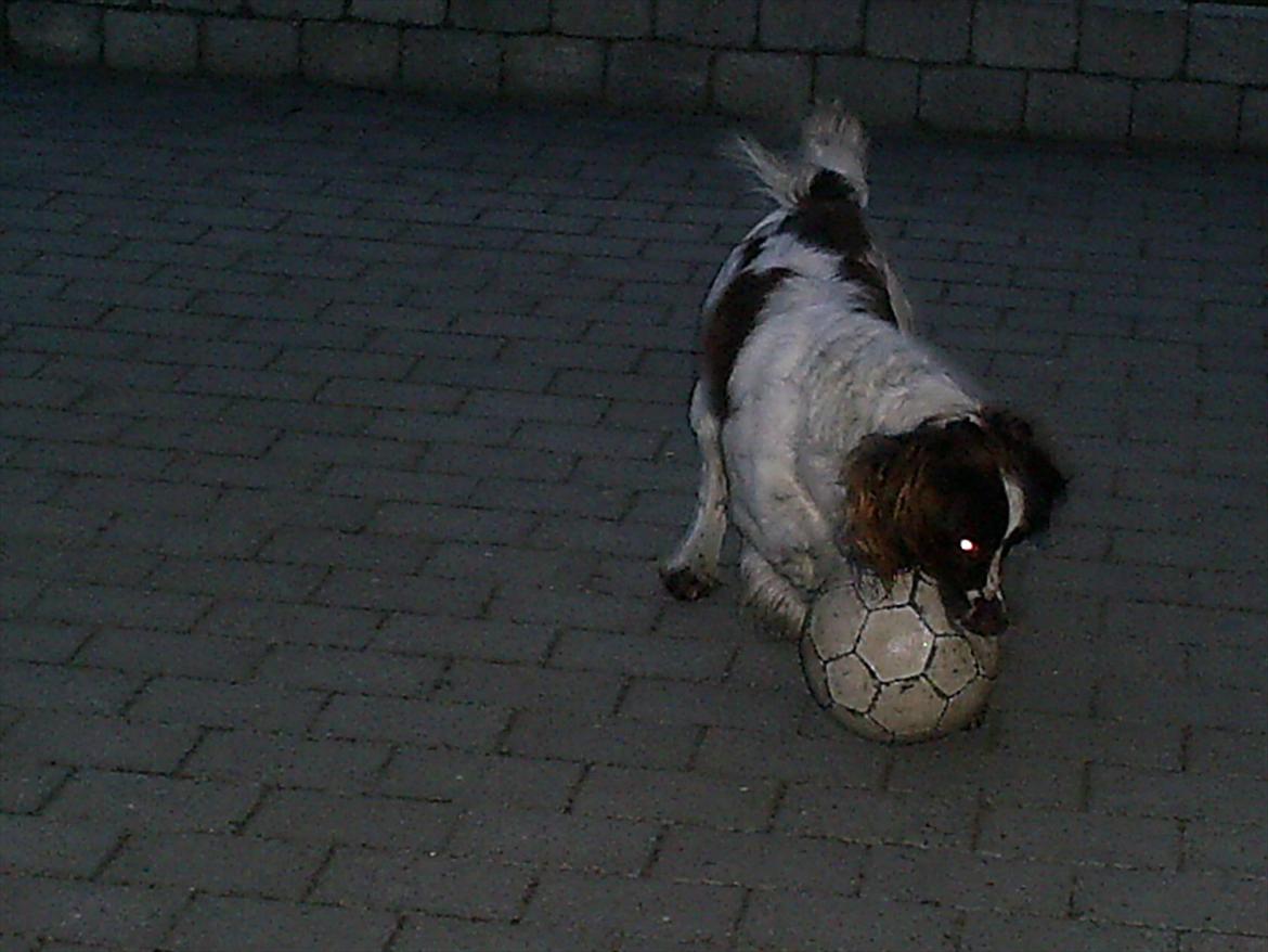 Field Trial spaniel Aksel - Bolden får sig lige en tur. billede 16