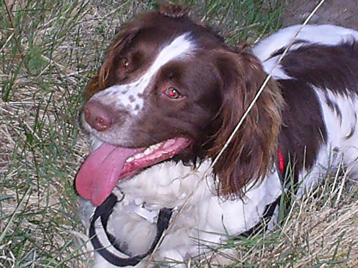 Field Trial spaniel Aksel - Smukke Aksel. billede 17