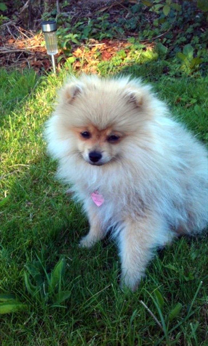 Pomeranian Cherie - Cherie 4 måneder :-)

Sådan en stor pige billede 6