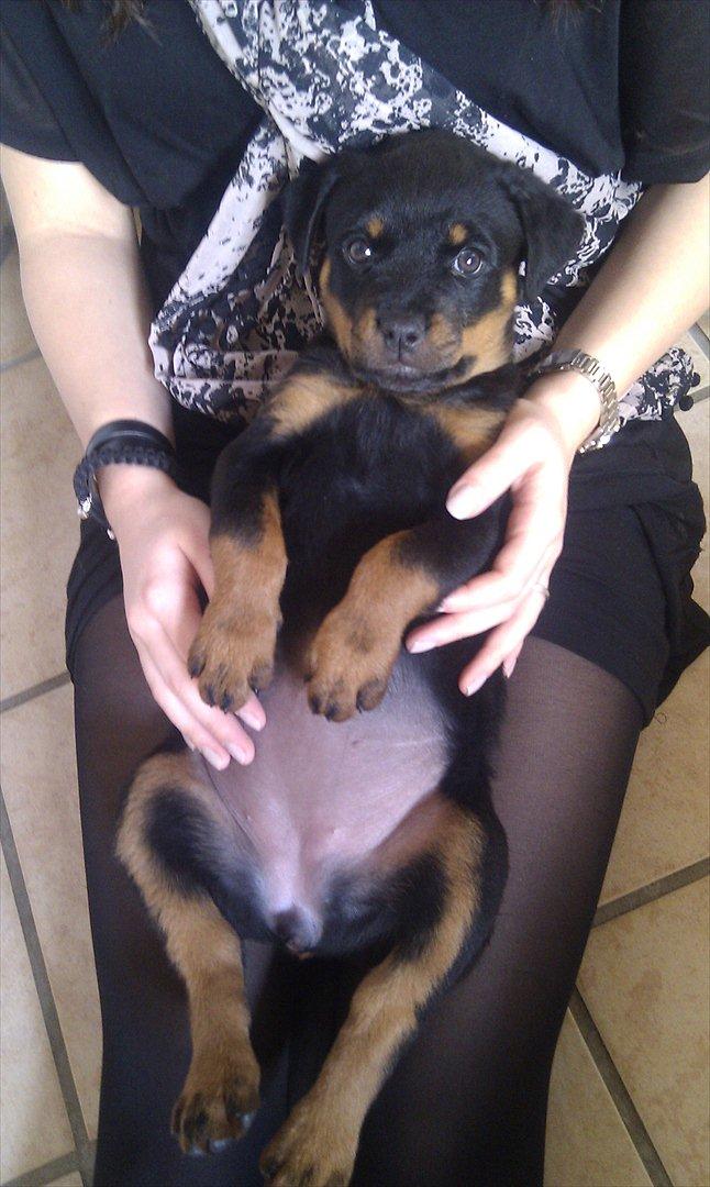 Rottweiler Lucy - Livsnyder!! ;) billede 1