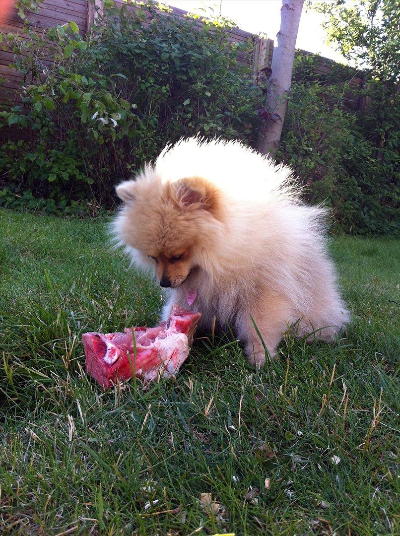 Pomeranian Cherie - Lækkert, men hvordan spiser man sådan en hva moar :-) billede 7