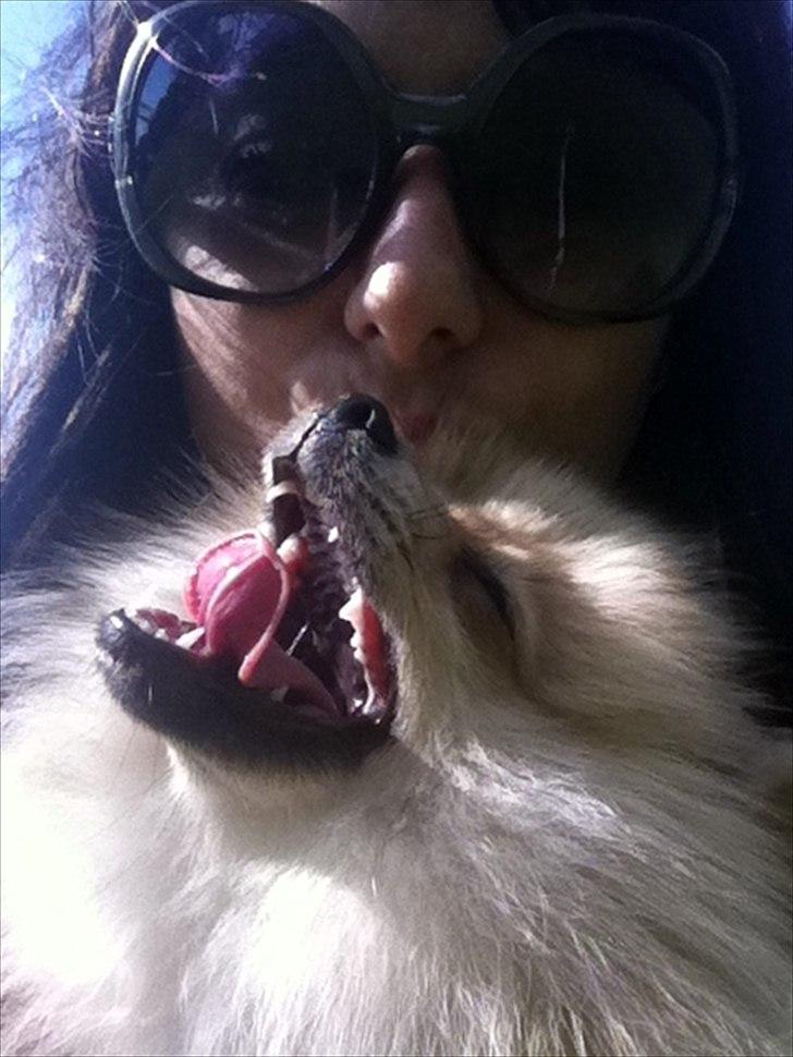 Pomeranian Cherie - så træt efter en tur i parken billede 8