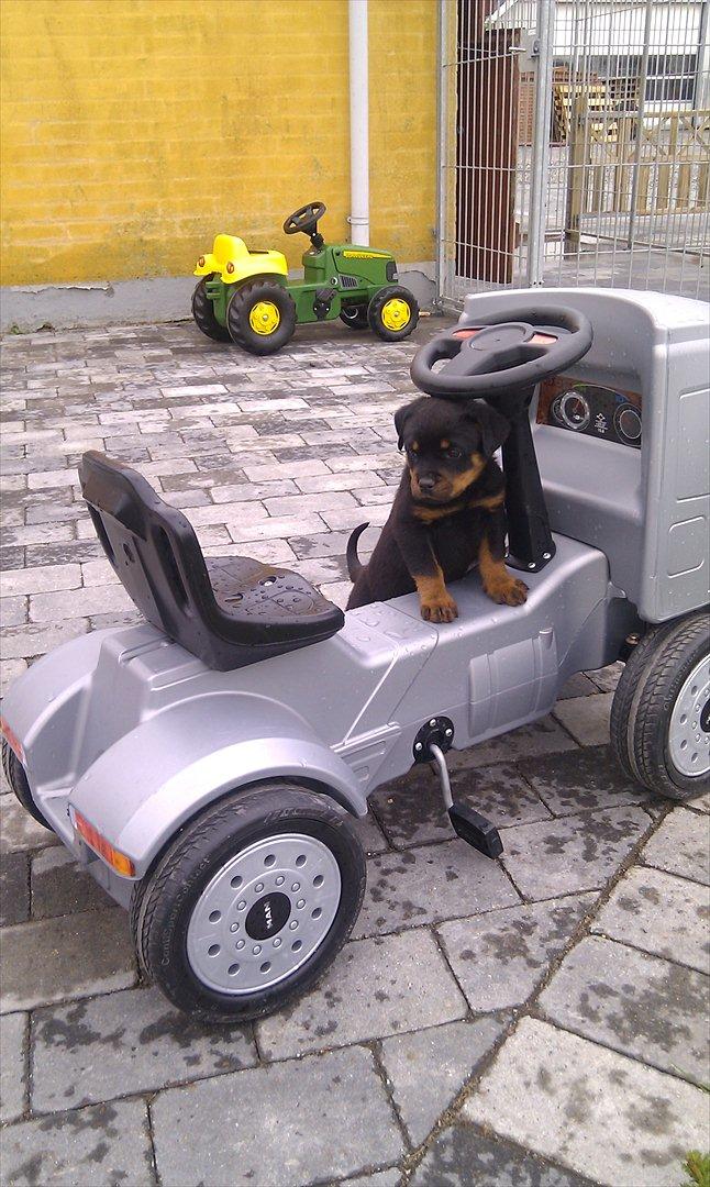 Rottweiler Lucy - Er lige kommet hjem til sin nye familie, så nu skal der undersøges :o) billede 2