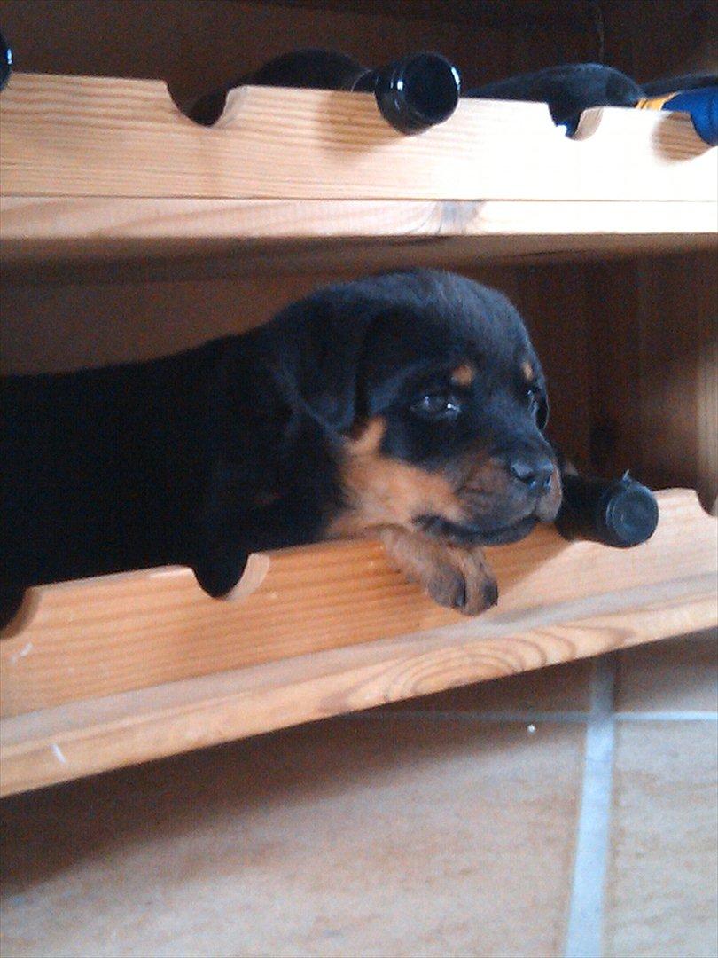 Rottweiler Lucy - Kan ik så godt li' støvsugeren ;) billede 3