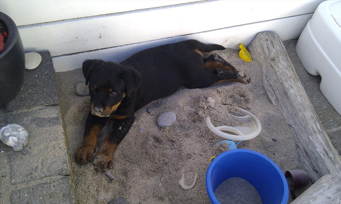 Rottweiler Lucy billede 4