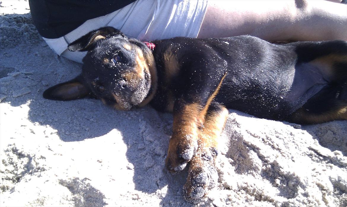 Rottweiler Lucy - Skønt at komme til stranden... og lidt hårdt :D billede 5