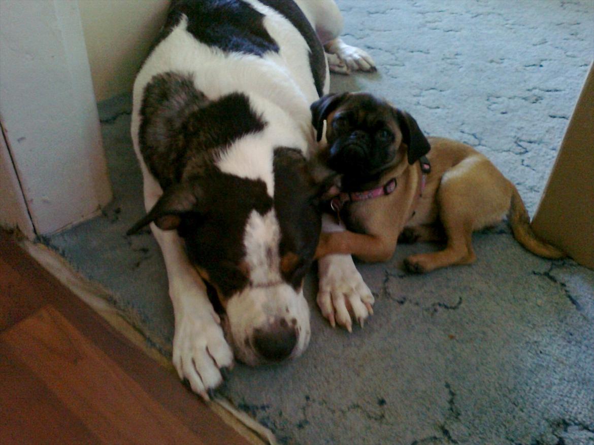 Blanding af racer Zita - Zita-pigen sammen med vores anden hund Djanco (: billede 8