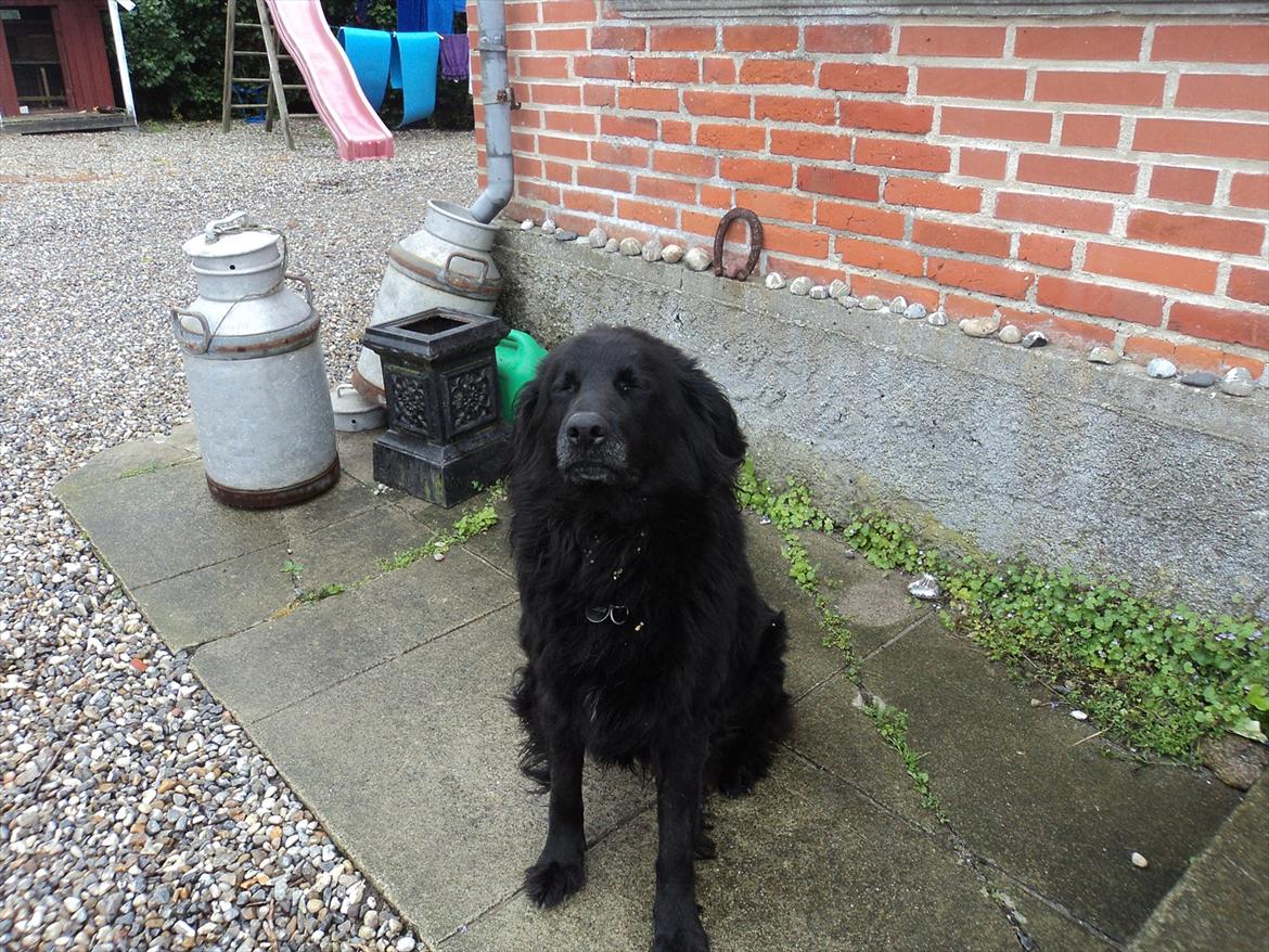 Flat coated retriever bamse billede 2