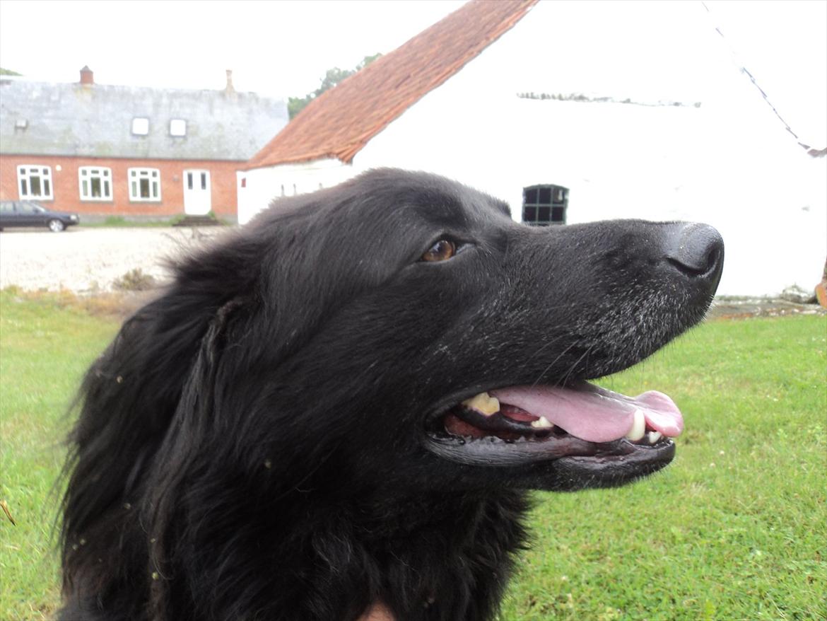 Flat coated retriever bamse billede 3