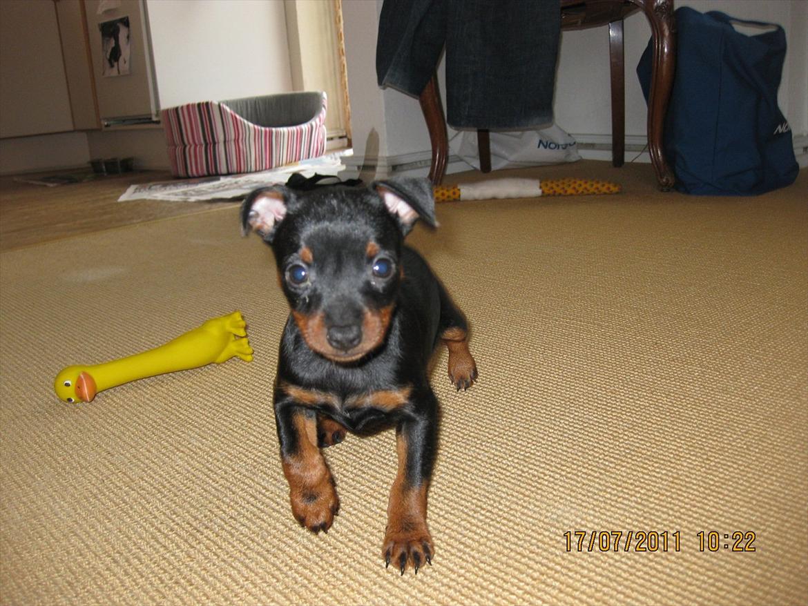 Dvaergpinscher Rødkildes Ferba billede 6