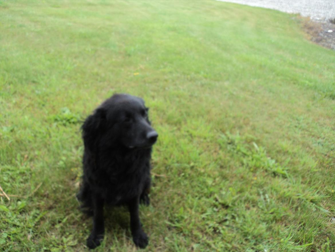 Flat coated retriever bamse billede 4