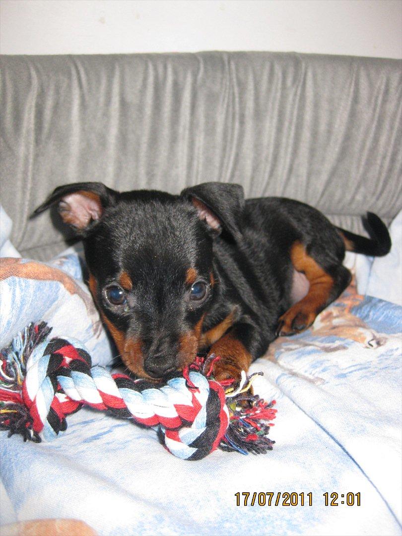 Dvaergpinscher Rødkildes Ferba billede 7