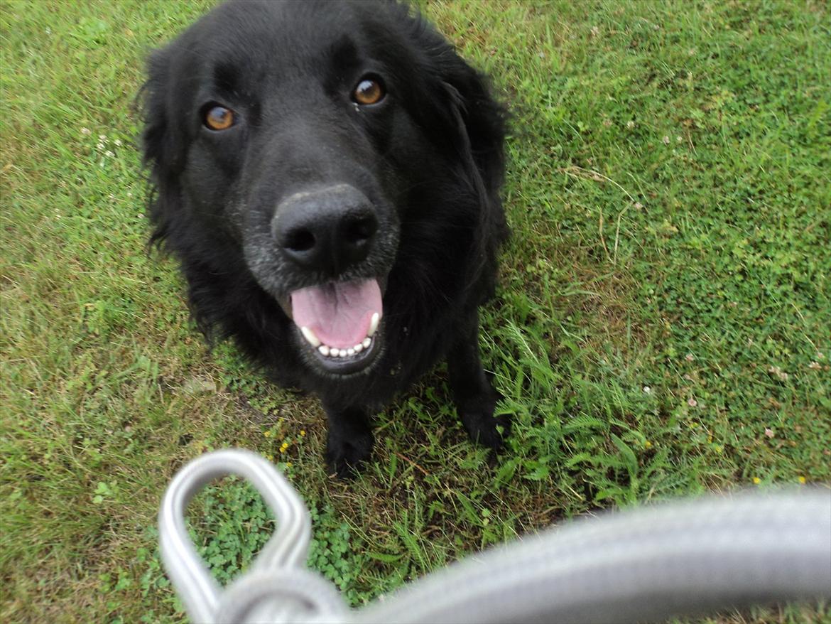 Flat coated retriever bamse billede 5