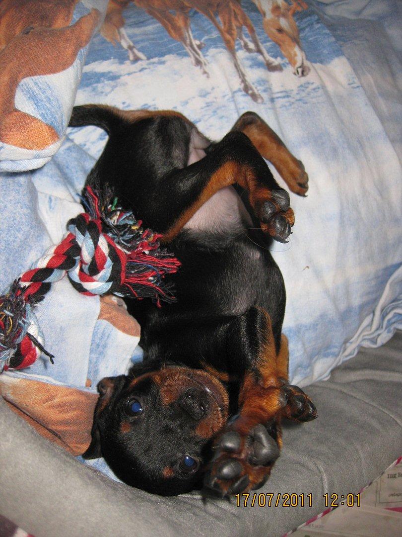 Dvaergpinscher Rødkildes Ferba billede 8