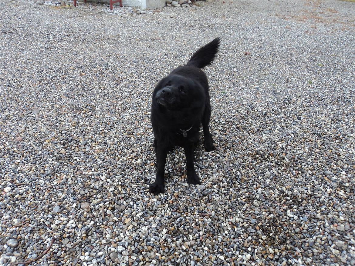 Flat coated retriever bamse billede 6