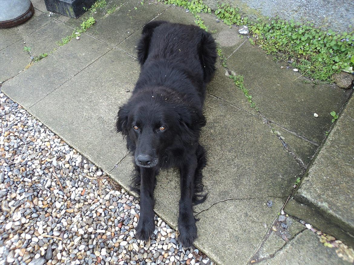 Flat coated retriever bamse billede 7