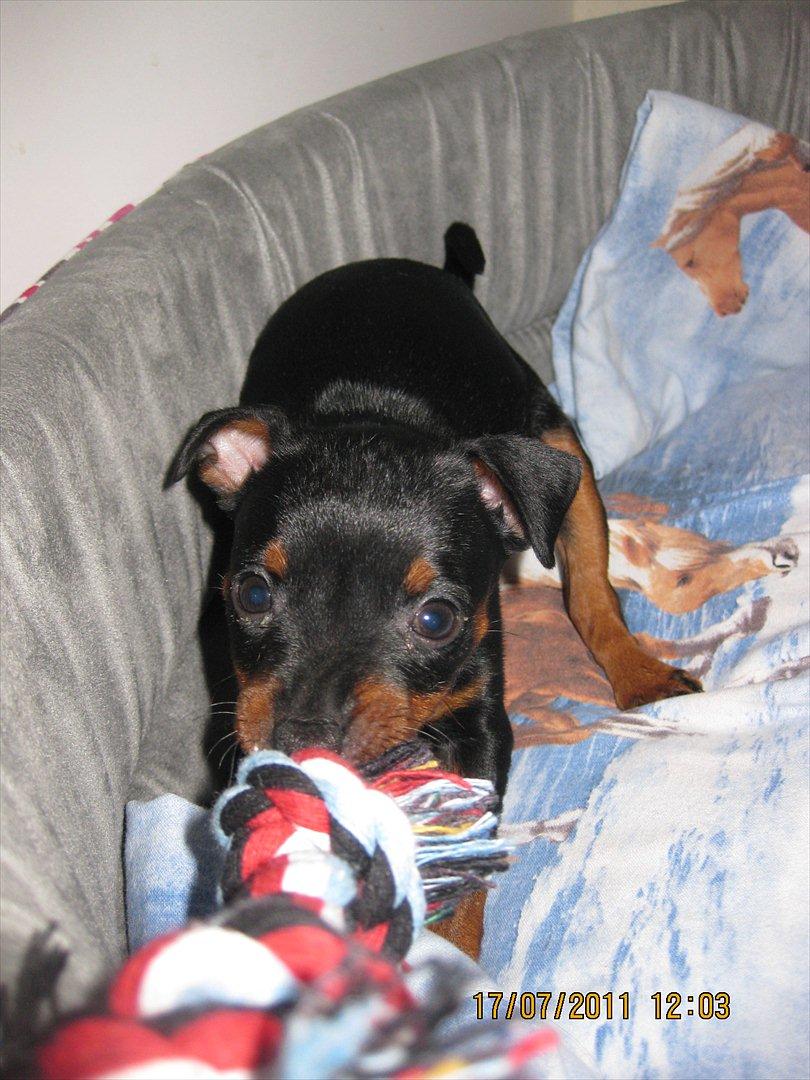 Dvaergpinscher Rødkildes Ferba billede 4