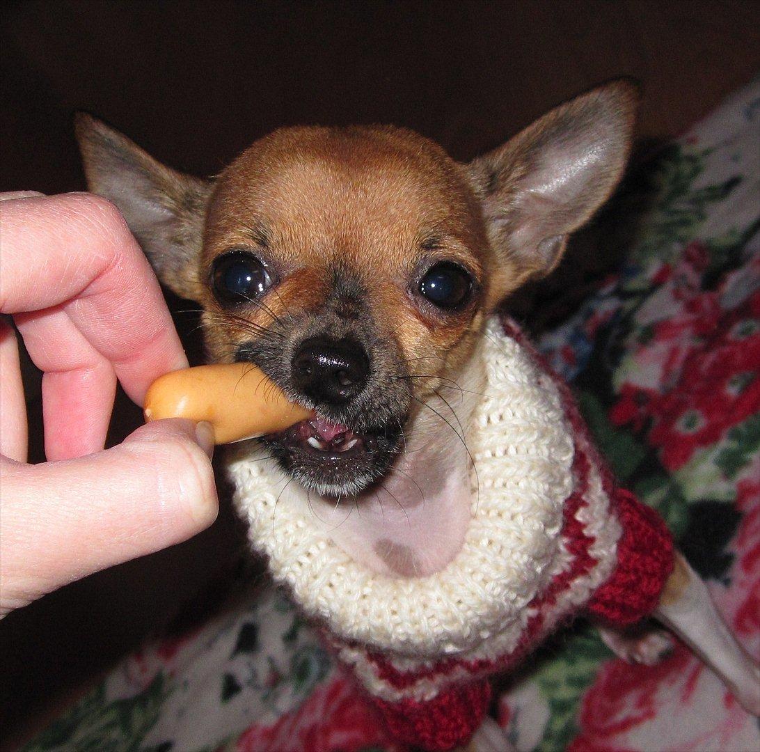 Chihuahua *~ Shika ~* R.I.P - Coktailpølse - YES! :oD billede 6