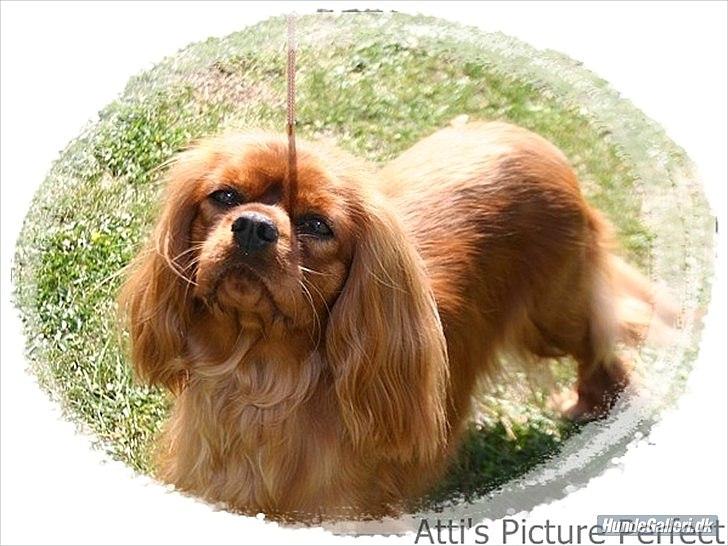 Cavalier king charles spaniel Atti's picture perfect billede 5