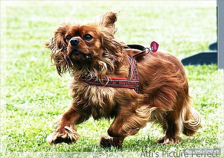 Cavalier king charles spaniel Atti's picture perfect billede 3