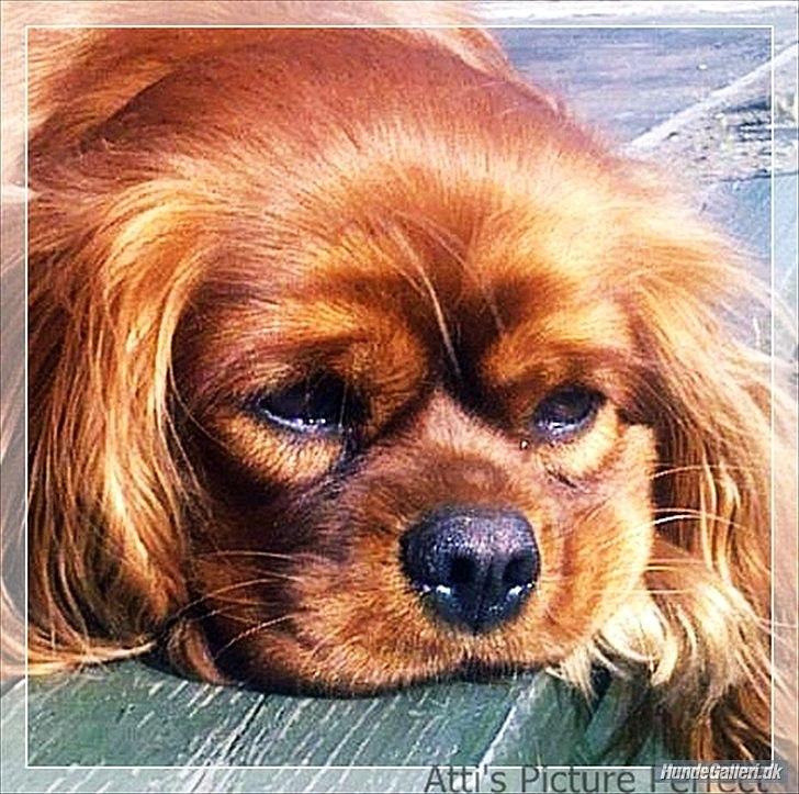 Cavalier king charles spaniel Atti's picture perfect billede 10