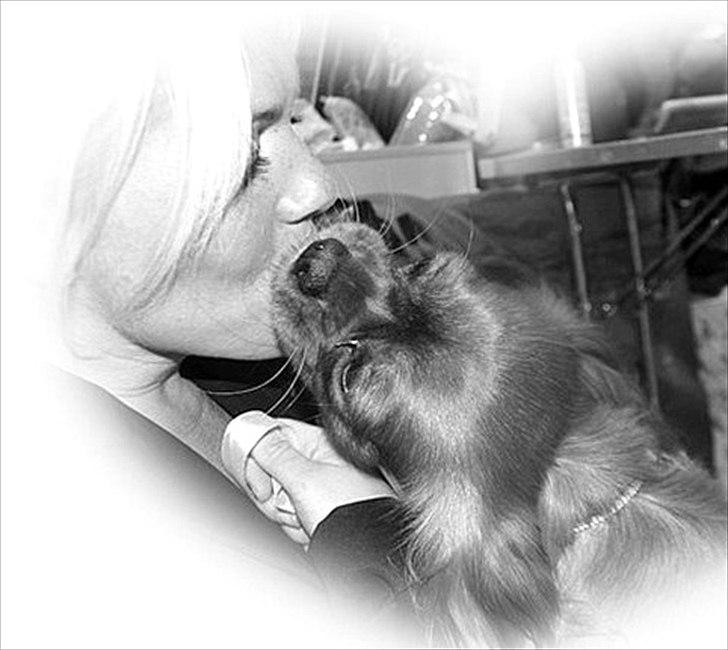 Cavalier king charles spaniel Atti's picture perfect billede 11