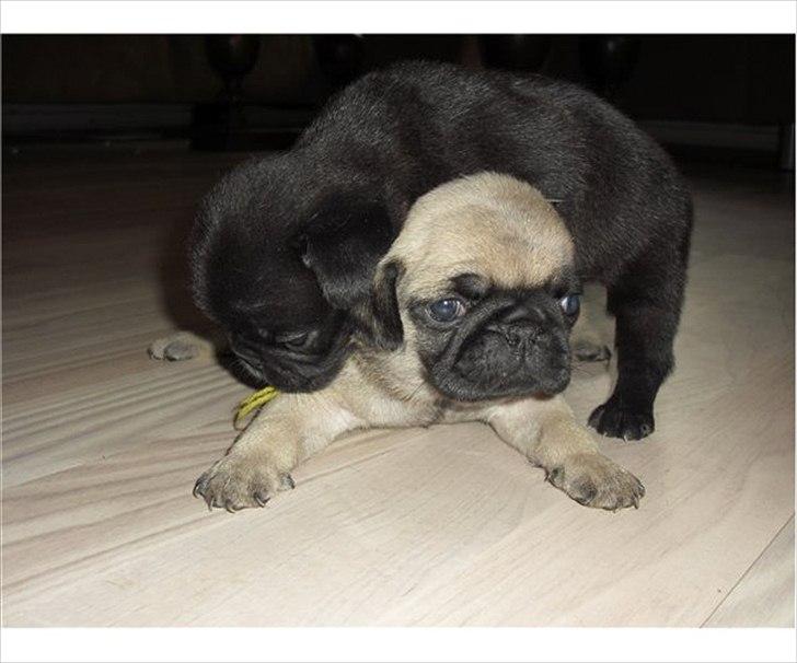 Mops Choco - Nu driller jeg min søster. Det er sjovt. billede 4