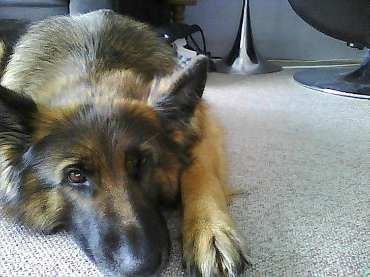 Schæferhund Dauløkkes suchinnie(sus) billede 14