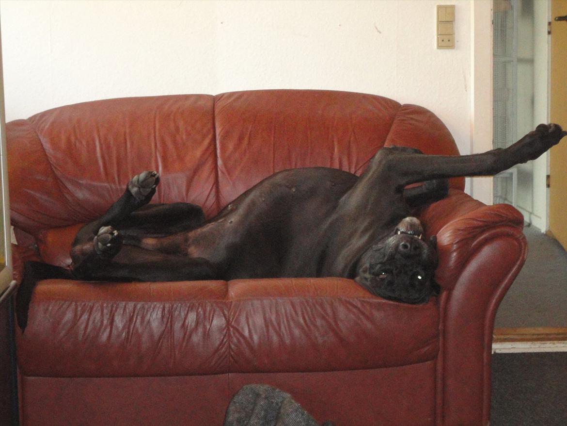 Grand danois Big ben billede 10