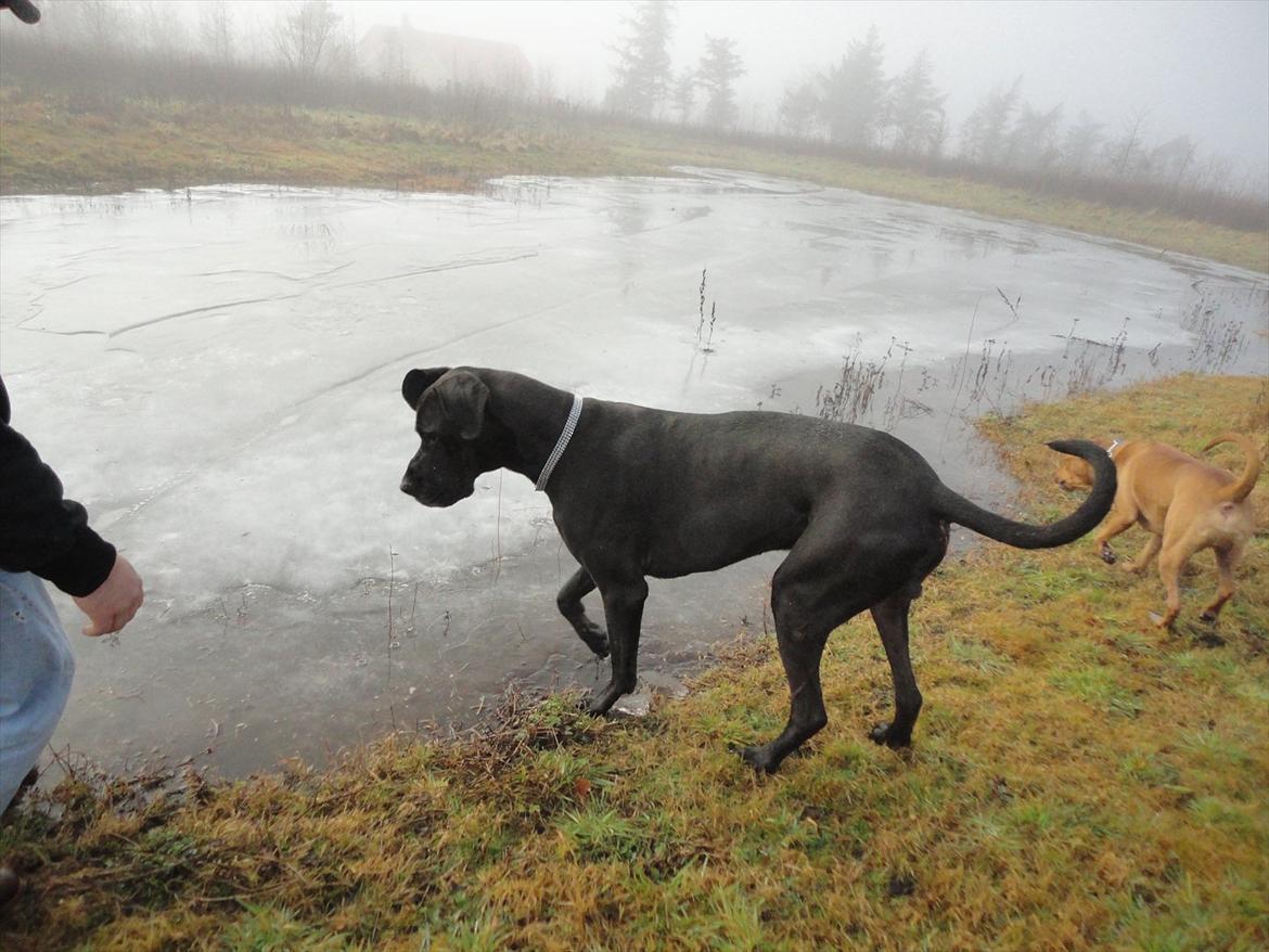 Grand danois Big ben billede 3