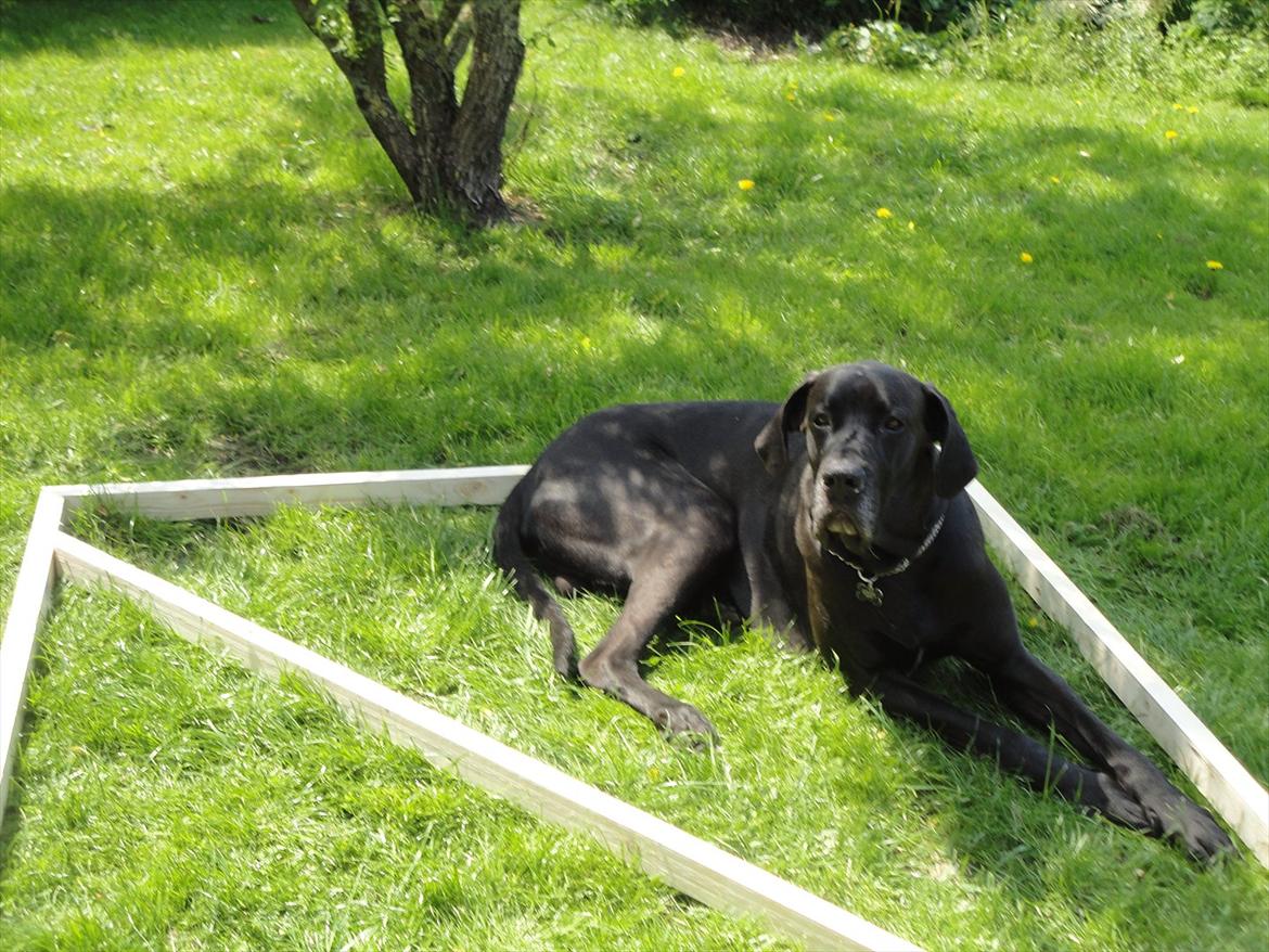 Grand danois Big ben billede 2