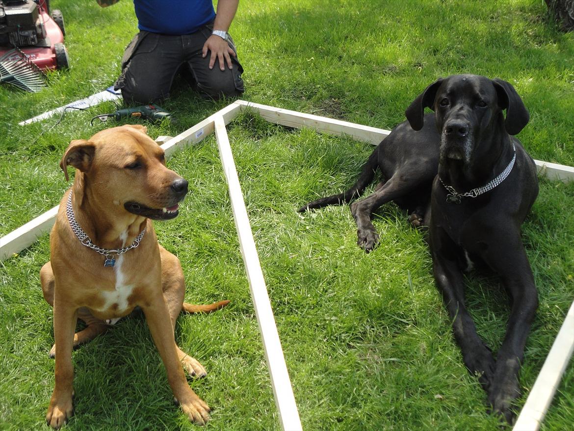 Grand danois Big ben billede 12