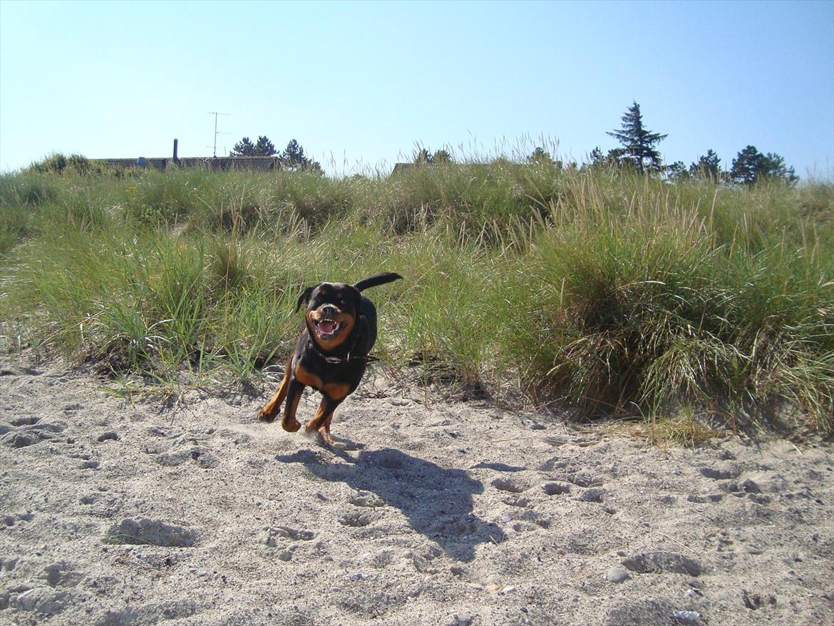 Rottweiler Nanna Hartmann billede 7