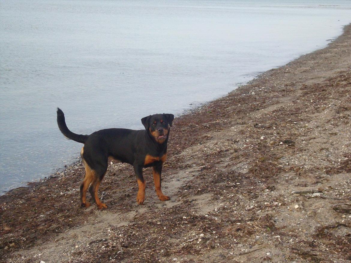 Rottweiler Nanna Hartmann billede 6