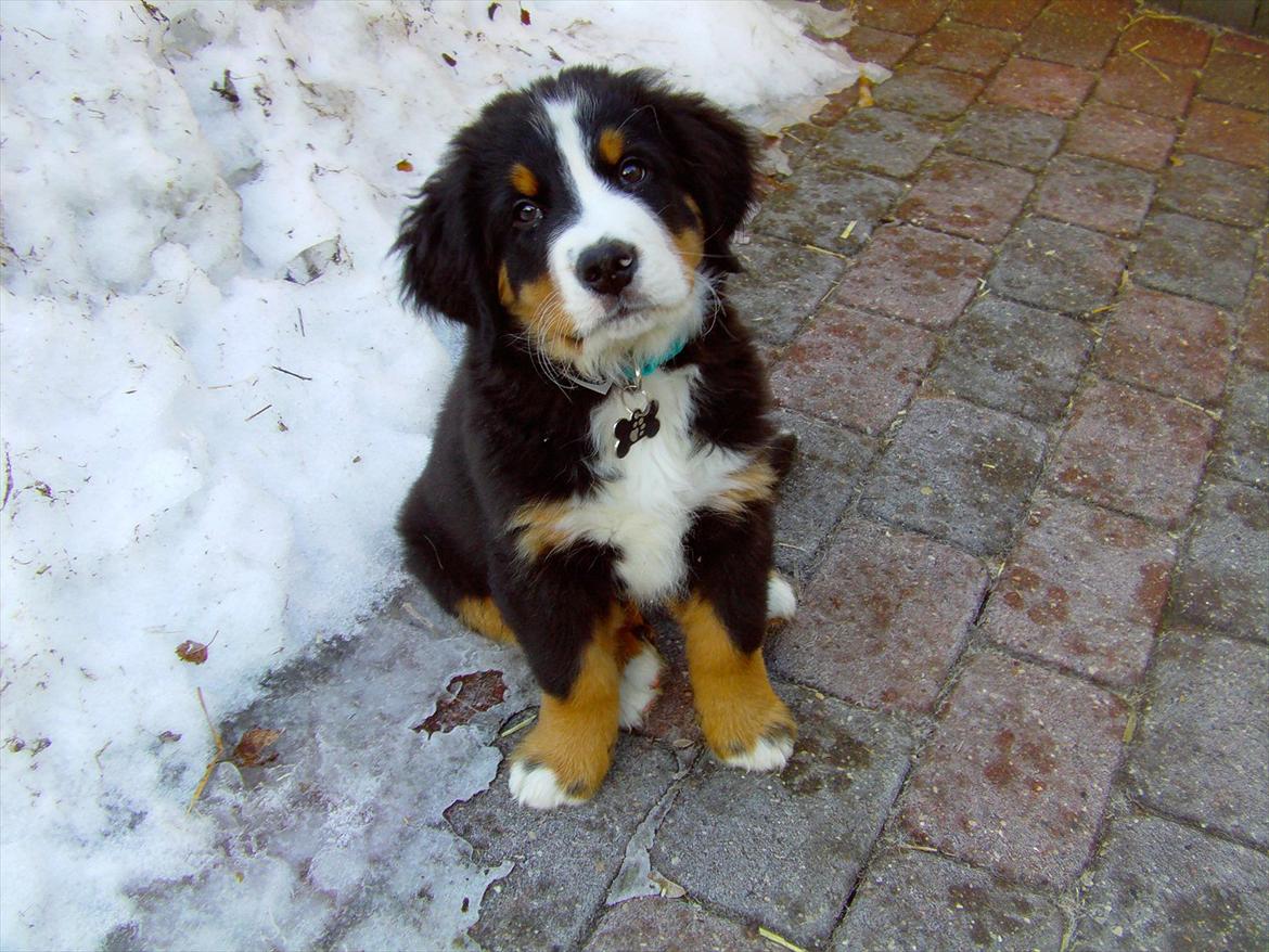 Berner sennenhund Royale Bernese Aladdin (Balder) - Er jeg ikke bare skøn q: billede 2