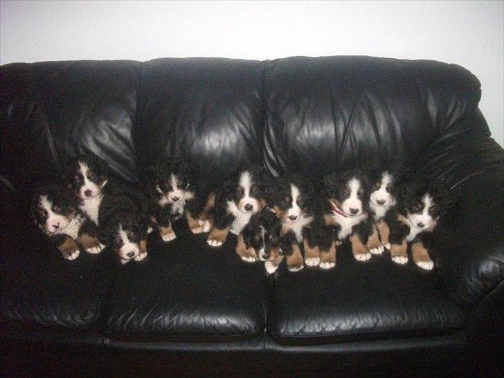 Berner sennenhund Royale Bernese Aladdin (Balder) - Gruppe billed ! :D
Billed taget af opdrætter :) billede 4