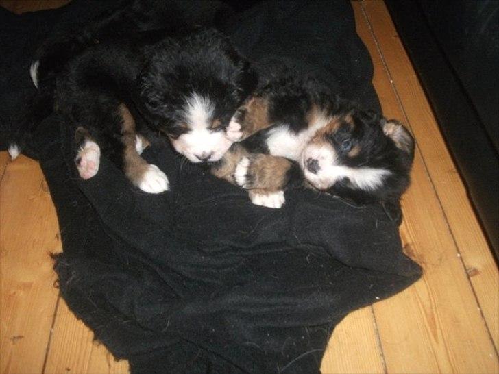 Berner sennenhund Royale Bernese Aladdin (Balder) - Billed taget af opdrætter :) billede 7