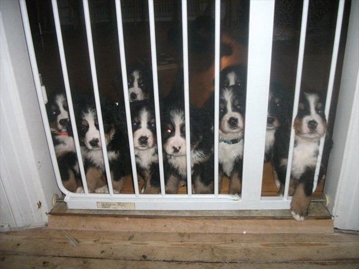 Berner sennenhund Royale Bernese Aladdin (Balder) - Nysgerrige hvalpesnuder :D
Billed taget af opdrætter :) billede 8