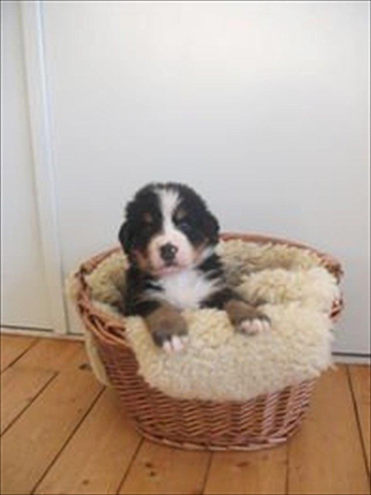 Berner sennenhund Royale Bernese Aladdin (Balder) - Min dejlige dreng.. :D billede 3