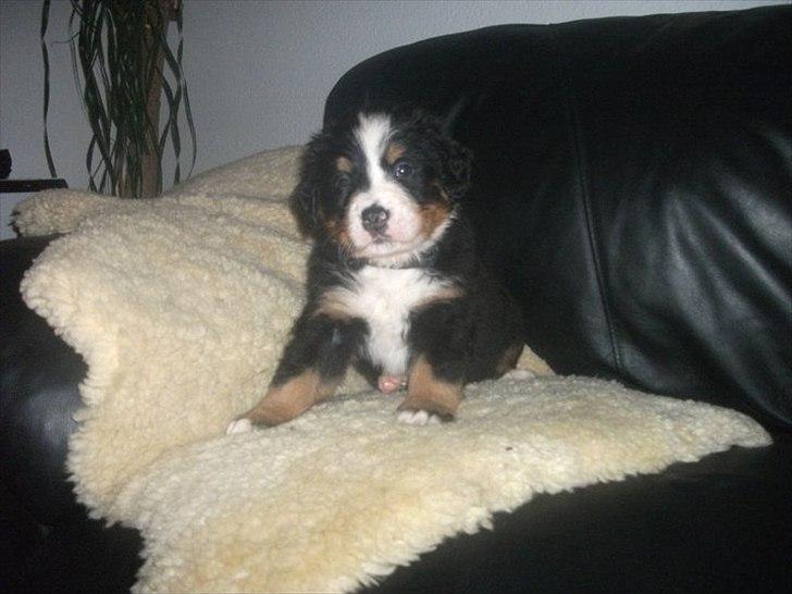 Berner sennenhund Royale Bernese Aladdin (Balder) - Hvor er han dejlig :) billede 12