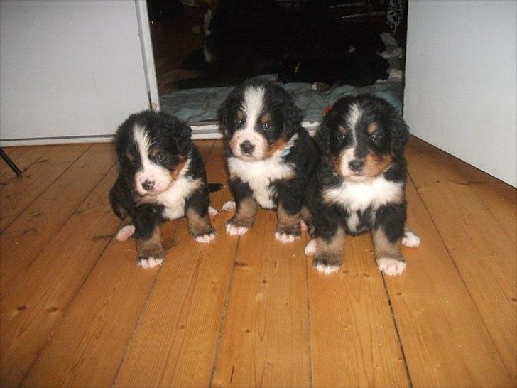 Berner sennenhund Royale Bernese Aladdin (Balder) - De tre drenge .. :) billede 13