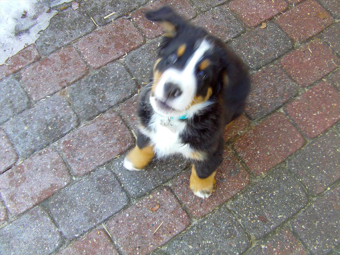 Berner sennenhund Royale Bernese Aladdin (Balder) - En vinter dag lidt over 3 måneder gammel .. :D  billede 16