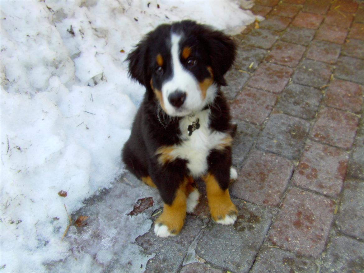 Berner sennenhund Royale Bernese Aladdin (Balder) - En vinter dag lidt over 3 måneder gammel .. :D  billede 6